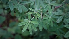 Lupinus montanus
