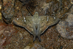 Ectomis octomaculata