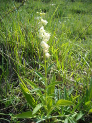 Digitalis lutea