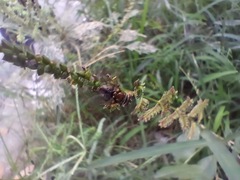 Paradejeania rutilioides