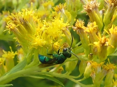 Chrysis ignita