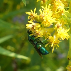 Chrysis ignita
