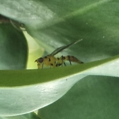 Ichneumonosoma imitans