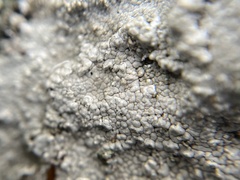 Circinaria caesiocinerea