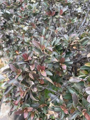 Myricaceae