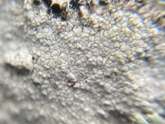 Circinaria caesiocinerea