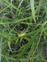 Orthoptera