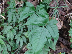 Tectaria subtriphylla