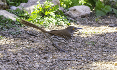 Toxostoma longirostre