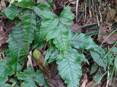 Tectaria subtriphylla