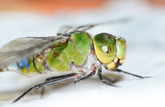 Anax guttatus