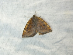 Epirranthis diversata