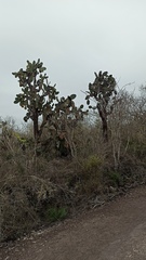 Opuntia galapageia