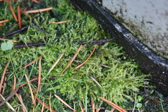 Calliergonella cuspidata