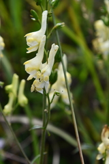 Aconitum kirinense