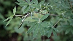 Lupinus montanus