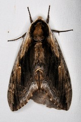 Ceratomia amyntor