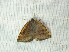 Epirranthis diversata