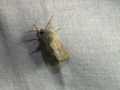 Orthosia populeti