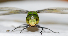 Anax guttatus