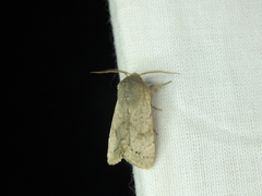Orthosia populeti