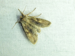 Lithophane socia