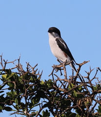 Lanius collaris collaris