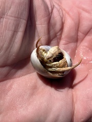 Isocheles wurdemanni