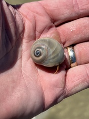 Isocheles wurdemanni