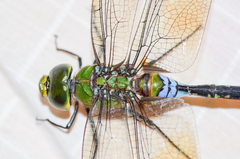 Anax guttatus