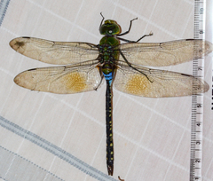 Anax guttatus