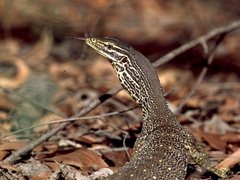 Varanus panoptes panoptes