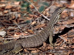 Varanus panoptes panoptes