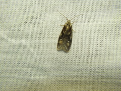 Semioscopis oculella