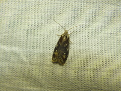 Semioscopis oculella