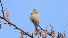 Linaria flavirostris