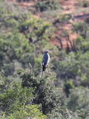 Melierax canorus canorus
