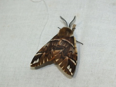 Endromis versicolora