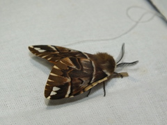 Endromis versicolora