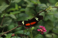 Heliconius hortense