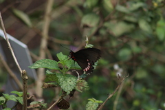 Parides erithalion polyzelus