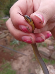 Atractus crassicaudatus