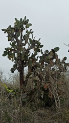 Opuntia galapageia