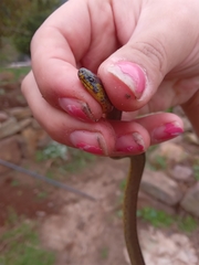 Atractus crassicaudatus