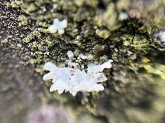 Parmeliopsis ambigua