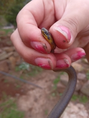 Atractus crassicaudatus