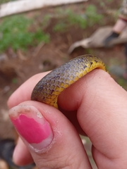 Atractus crassicaudatus