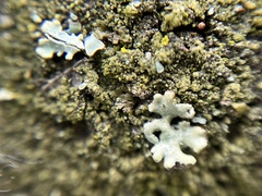 Parmeliopsis ambigua