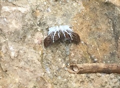 Odontoptilum pygela