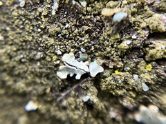 Parmeliopsis ambigua